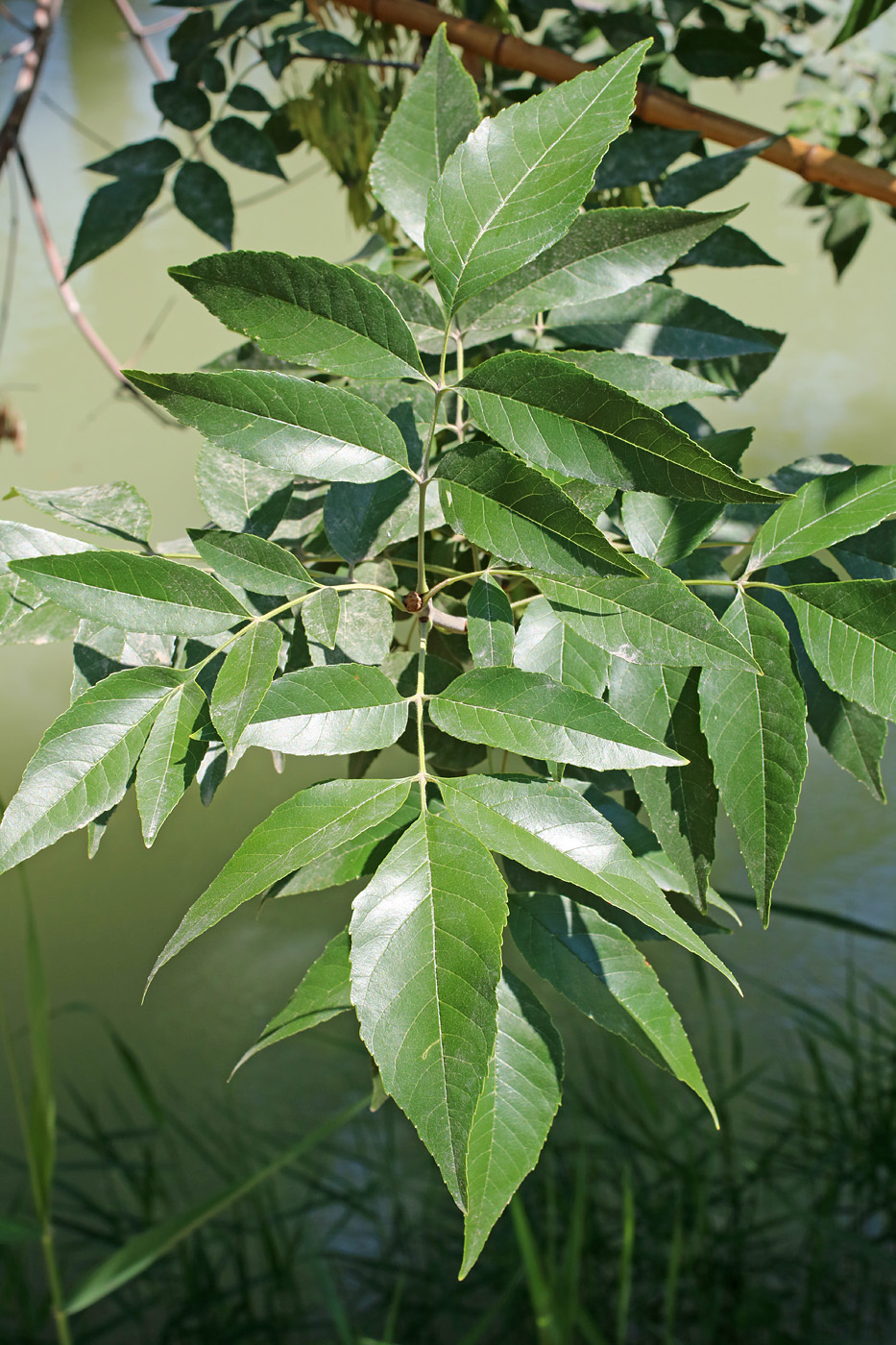 Image of Fraxinus pennsylvanica specimen.