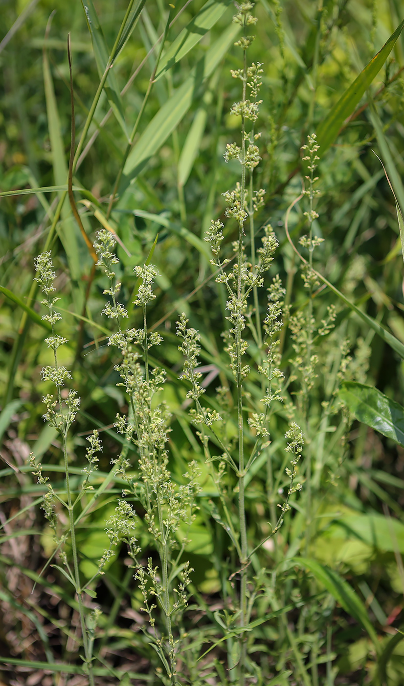 Изображение особи Silene borysthenica.