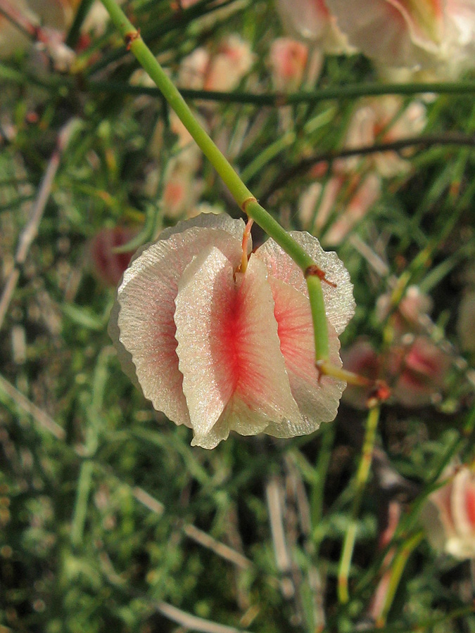 Изображение особи Calligonum aphyllum.