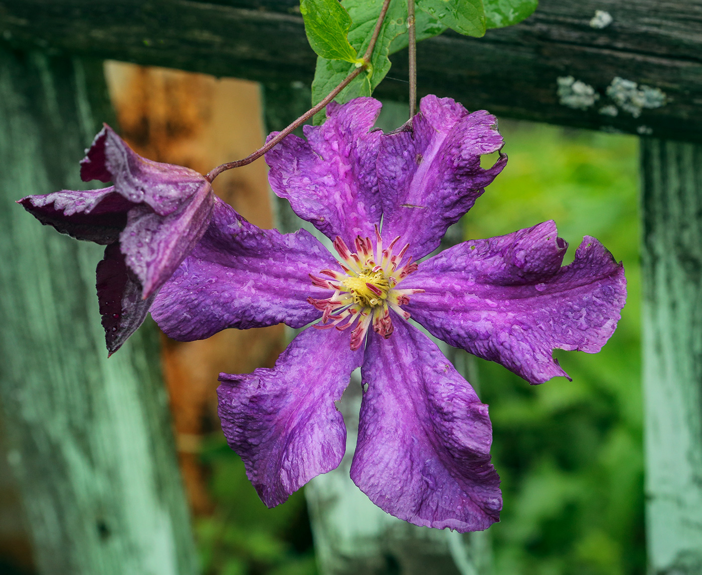 Изображение особи Clematis &times; jackmanii.