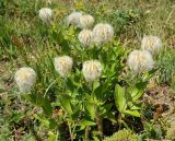 Clematis integrifolia