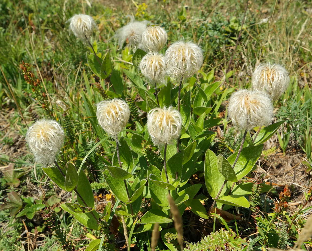 Изображение особи Clematis integrifolia.