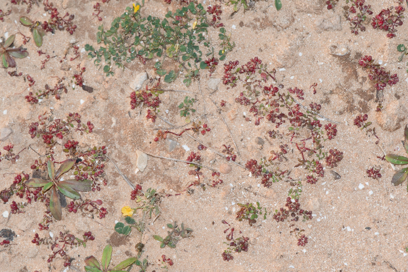 Image of Polycarpon succulentum specimen.