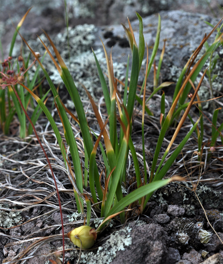 Image of Iris ruthenica specimen.