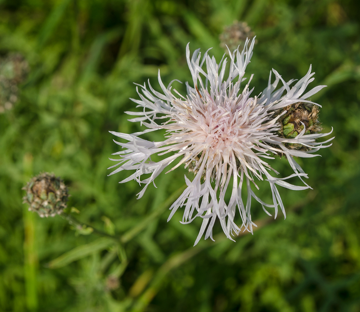 Image of Centaurea scabiosa specimen.