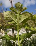 Angelica purpurascens