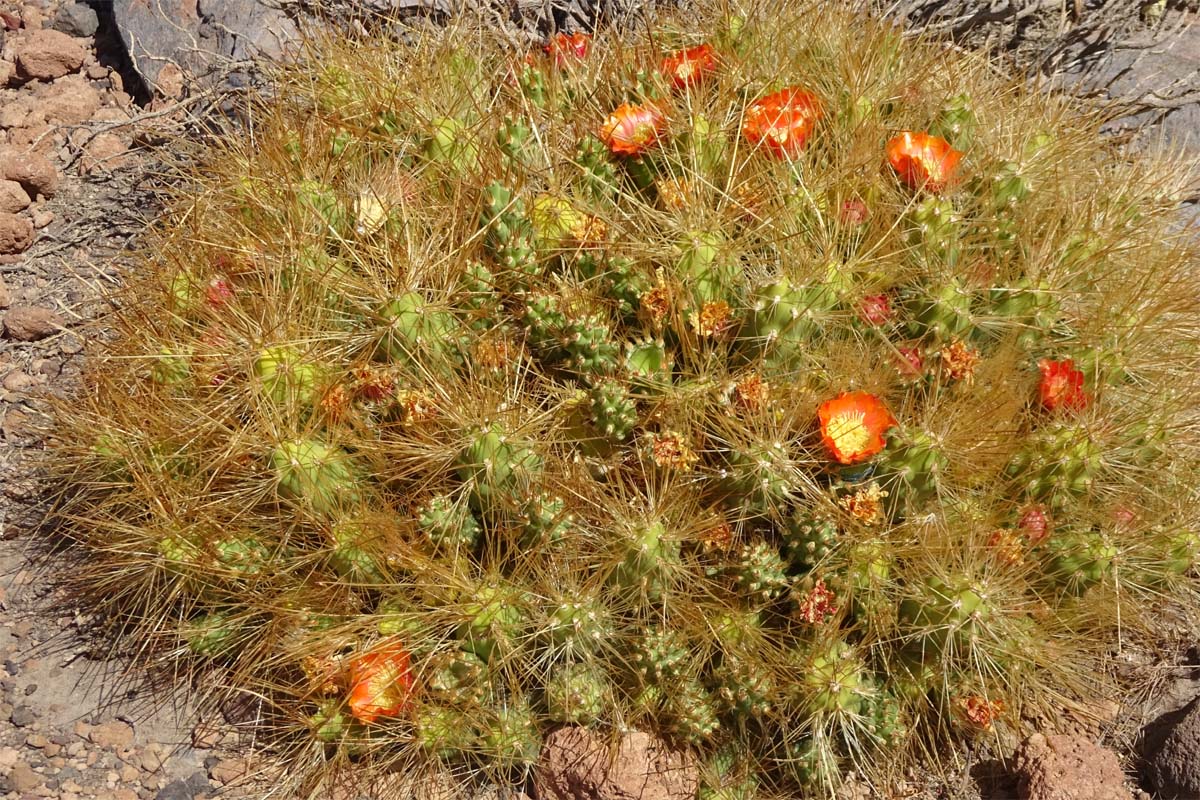 Изображение особи Cumulopuntia boliviana.