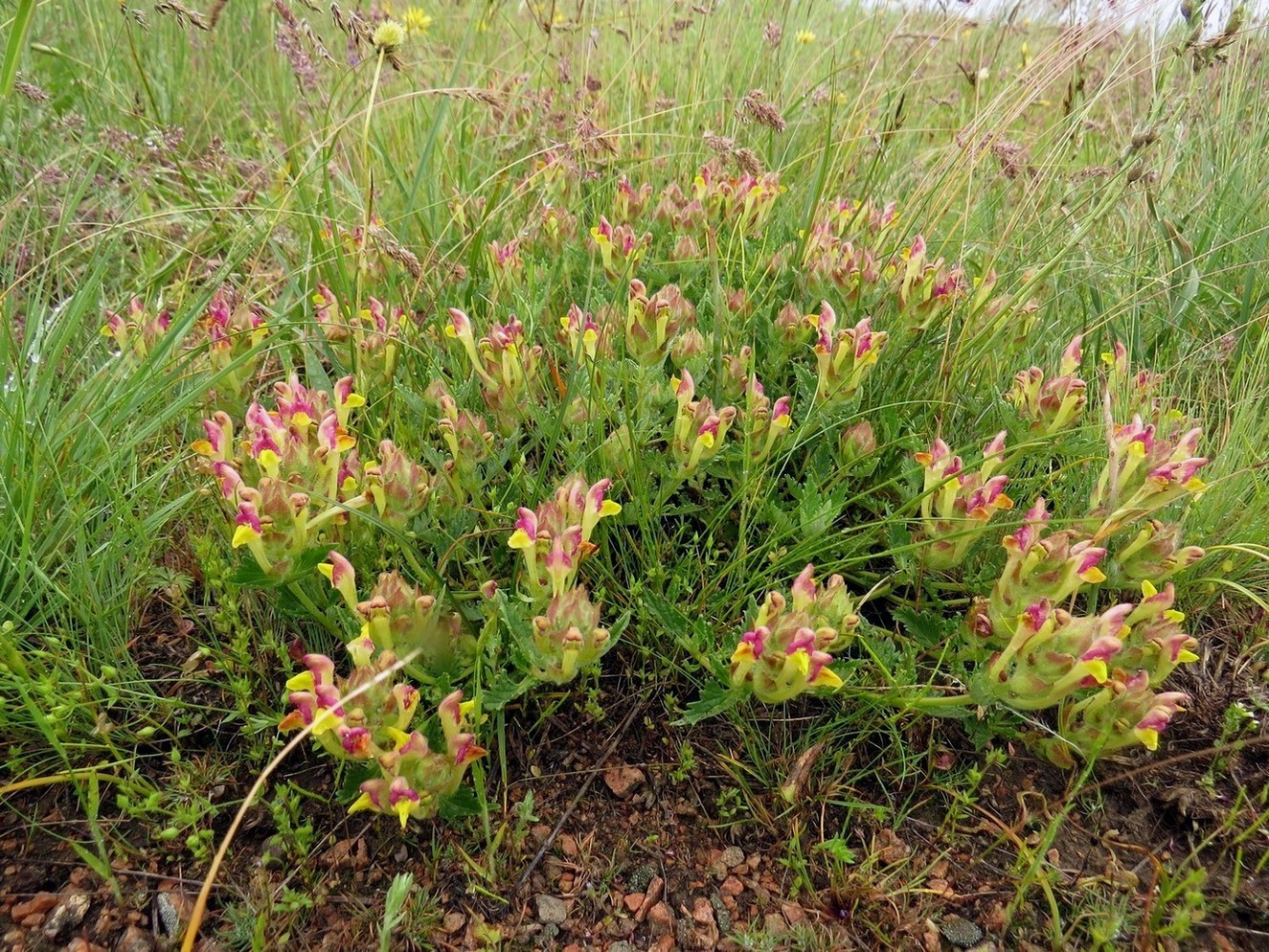 Image of Scutellaria titovii specimen.