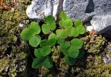 Hepatica nobilis