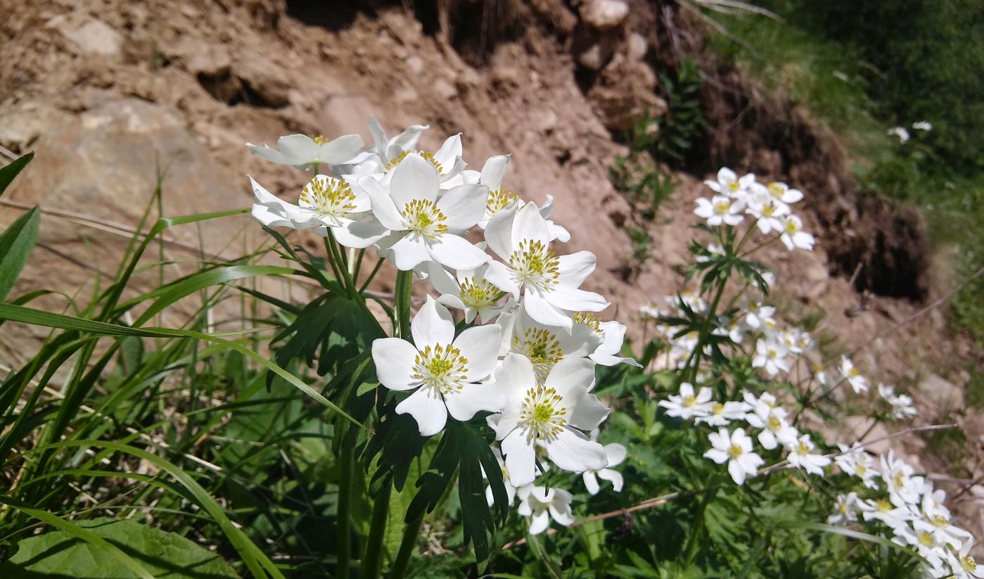 Изображение особи Anemonastrum fasciculatum.