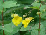 Impatiens noli-tangere. Части побегов с цветками и завязавшимися плодами. Иркутская обл., Слюдянский р-н, окр. пос. Култук, берег р. Култучная. 25.07.2019.