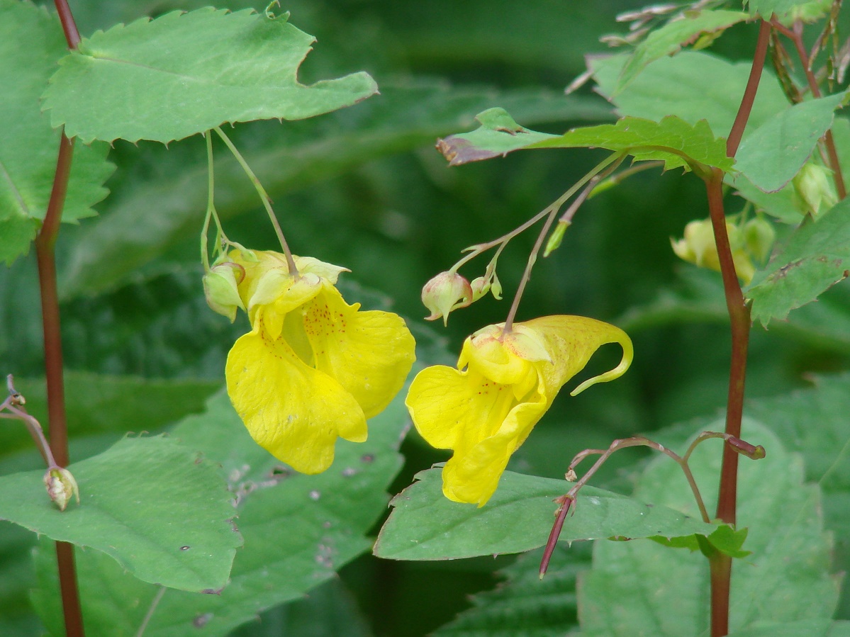 Изображение особи Impatiens noli-tangere.