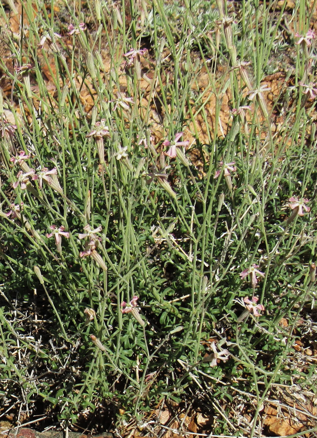 Изображение особи Silene fruticulosa.