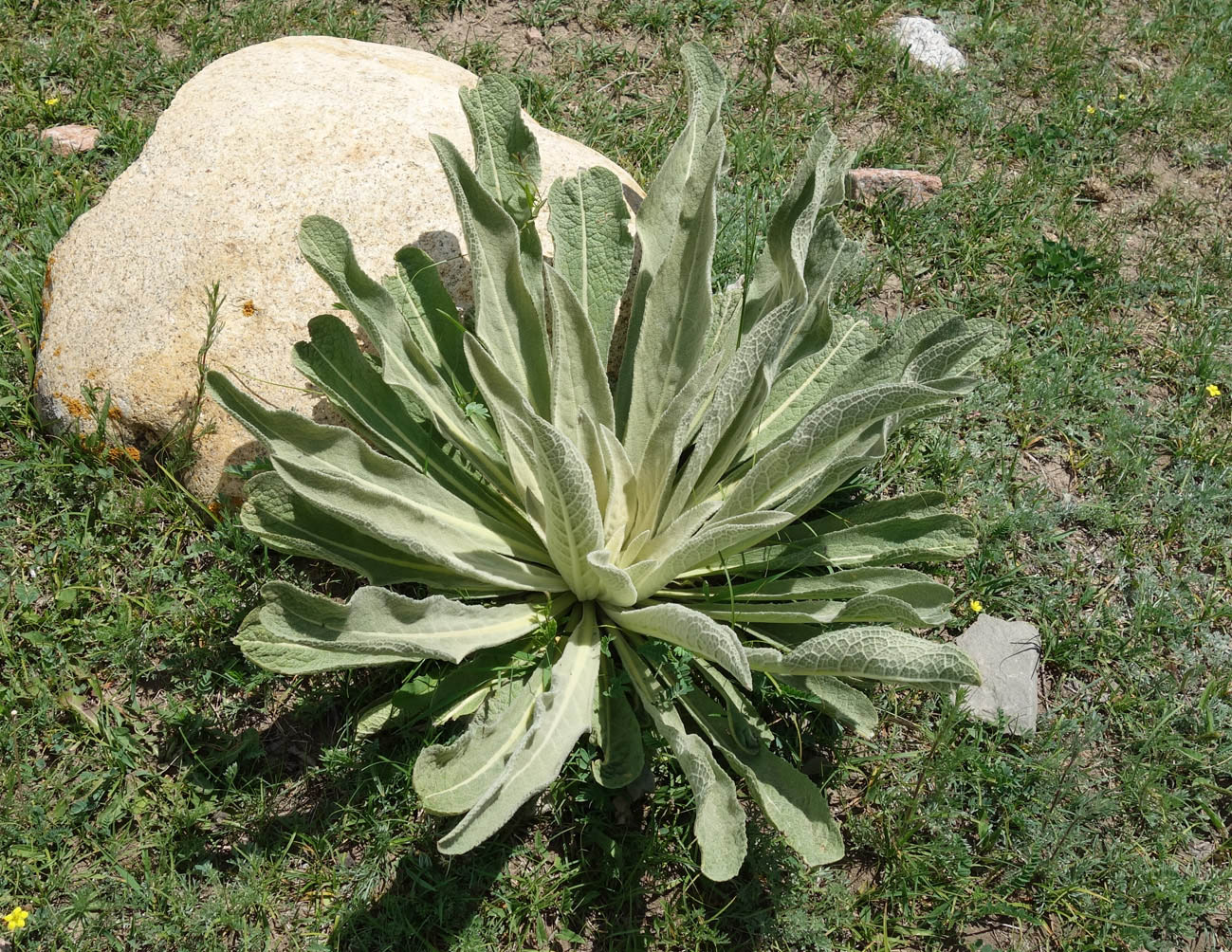 Изображение особи Verbascum songaricum.