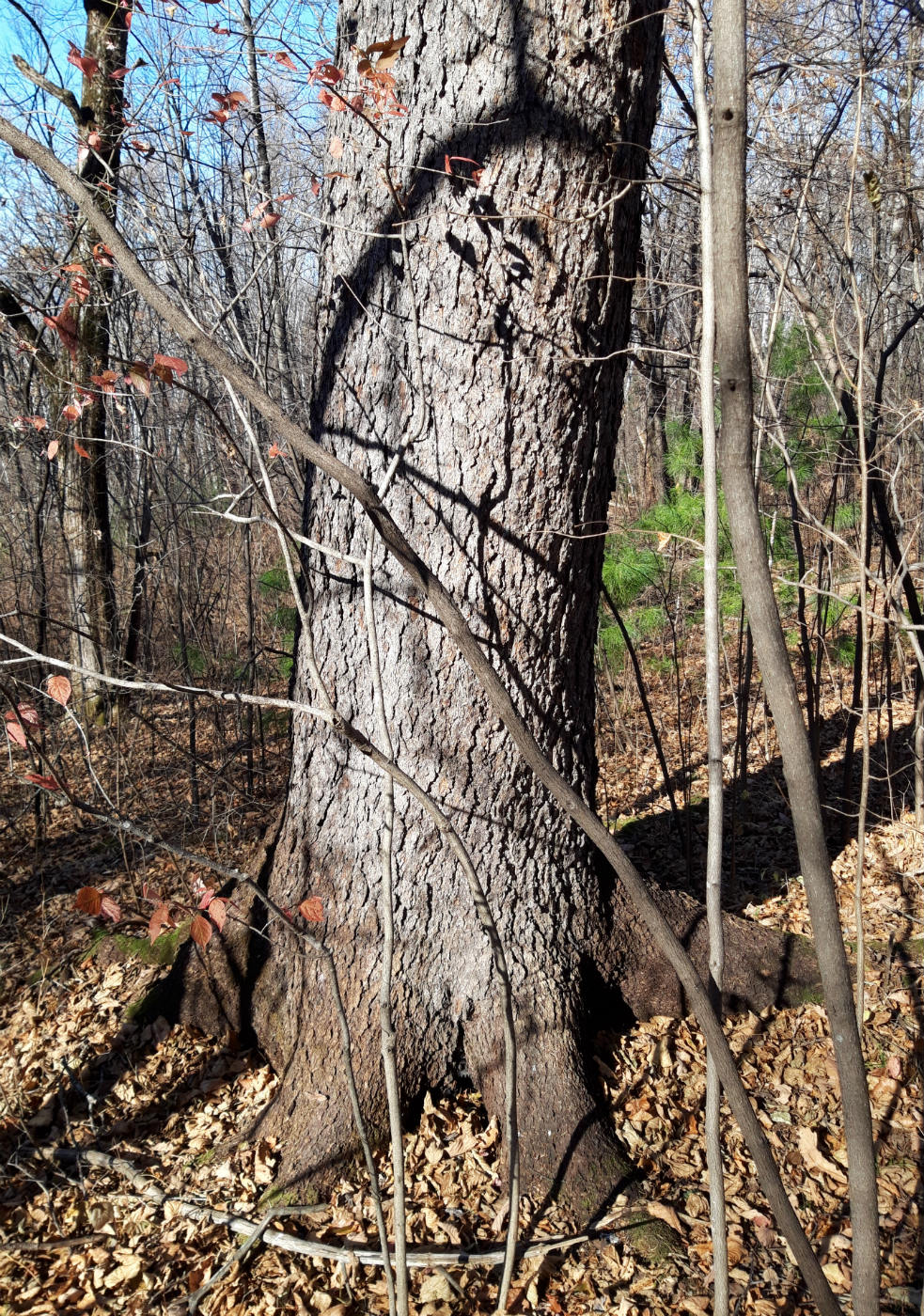 Изображение особи Pinus koraiensis.