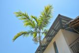 семейство Arecaceae
