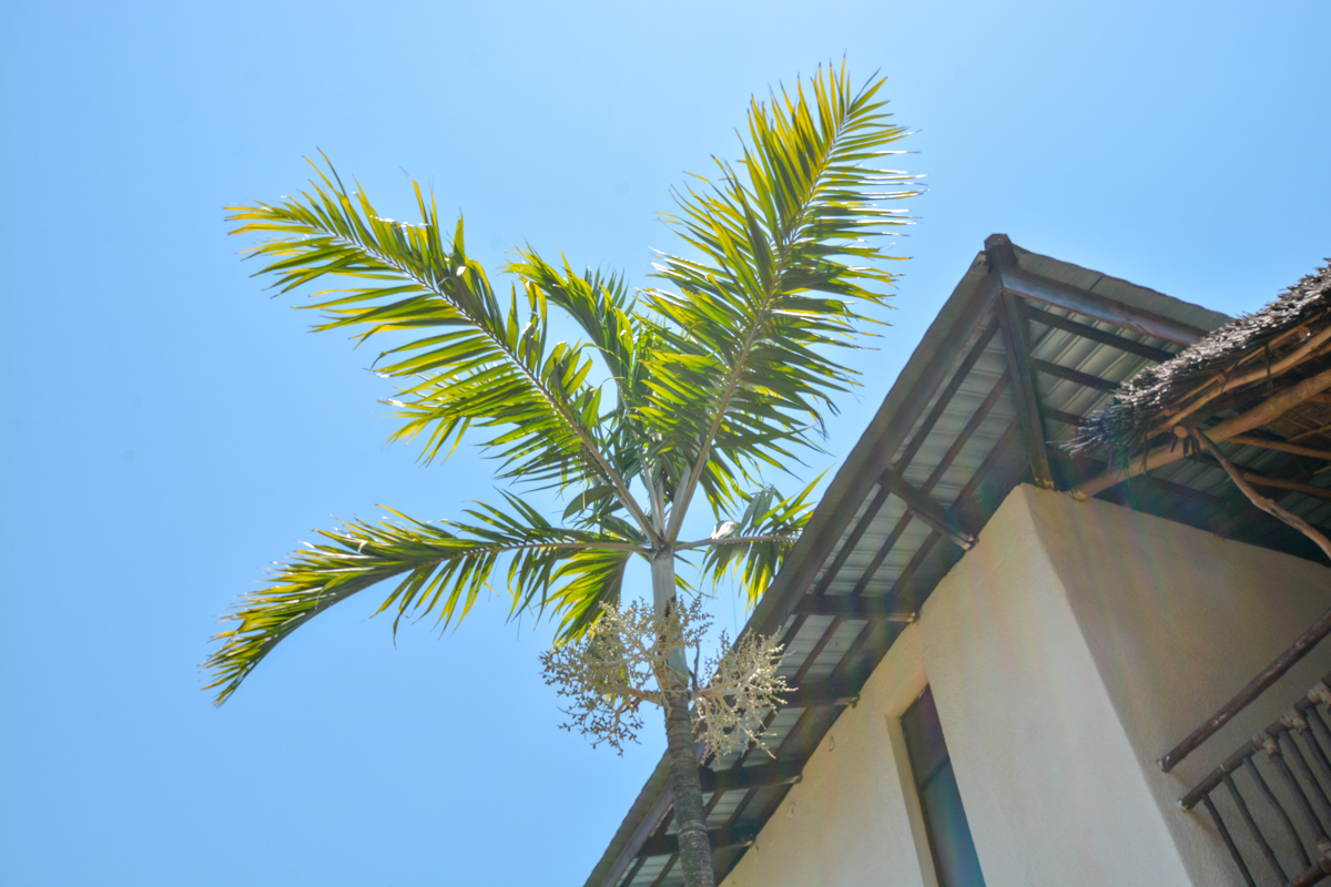 Image of familia Arecaceae specimen.