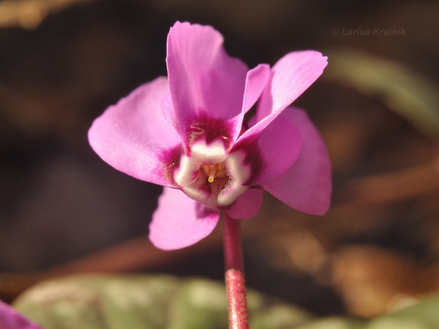 Image of Cyclamen coum specimen.