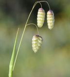 Image of taxon representative. Author is Роланд Цандекидис