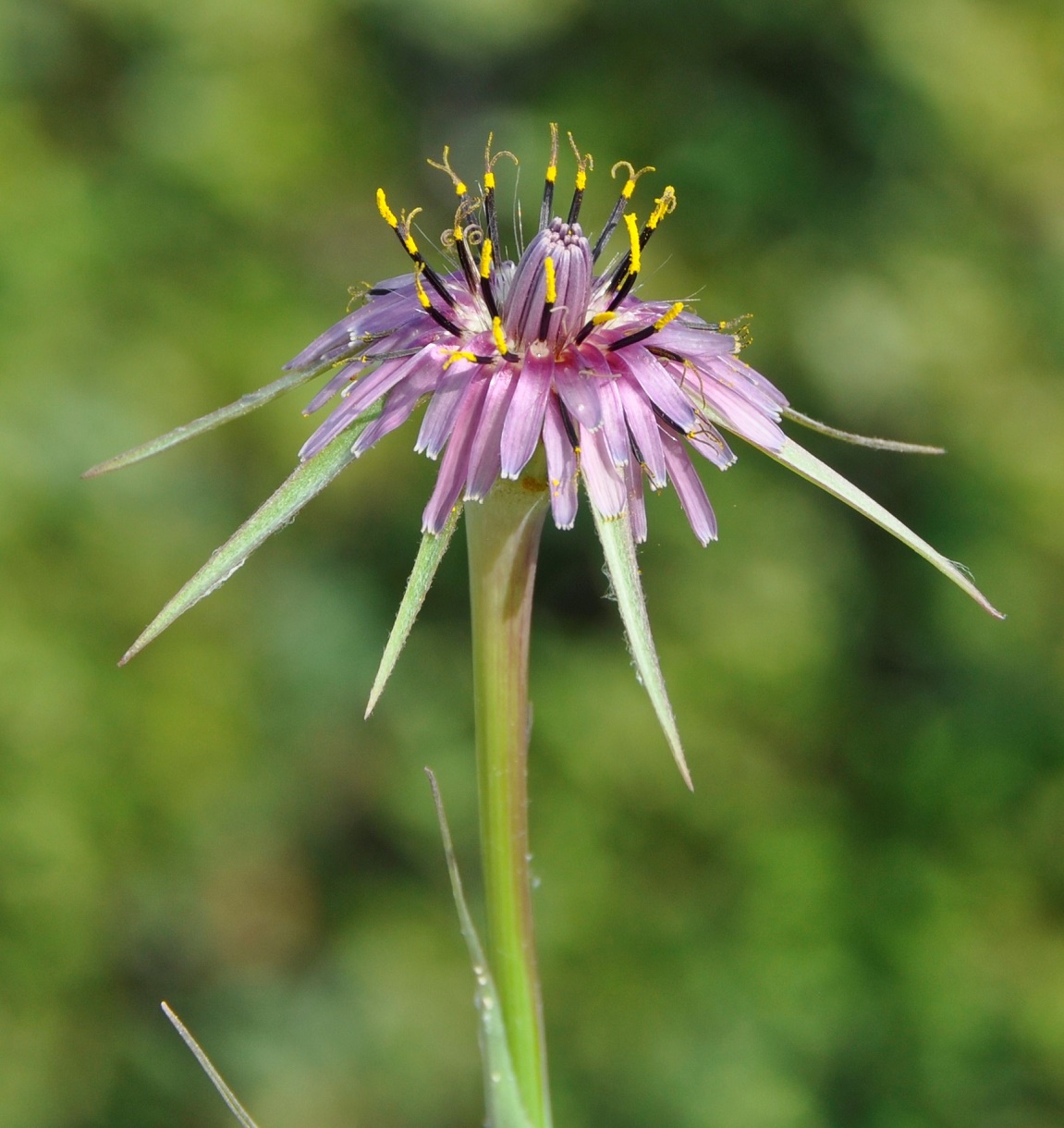 Image of Tragopogon porrifolius ssp. longirostris specimen.