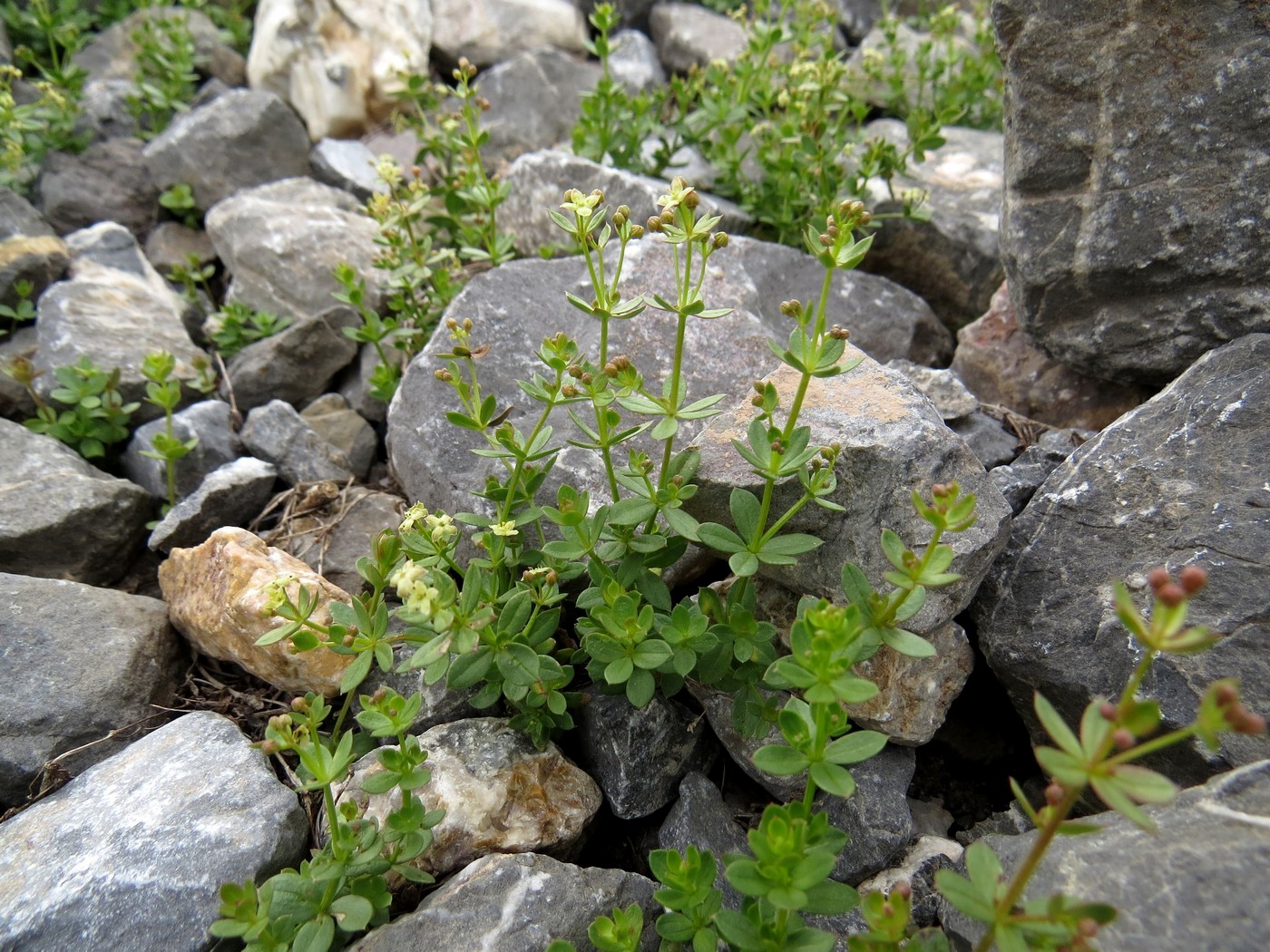 Image of Galium tianschanicum specimen.