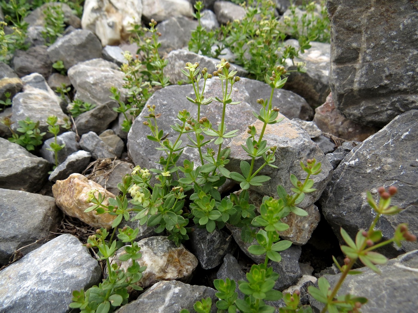 Изображение особи Galium tianschanicum.