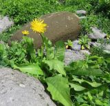 Taraxacum ceratophorum. Цветущее растение. Курильские о-ва, о. Шиашкотан, каменистая береговая линия. 16.08.2019.