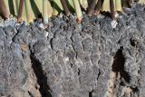 Welwitschia mirabilis. Часть ствола. Намибия, регион Erongo, пустыня Намиб, ок. 60 км к востоку от г. Свакопмунд, пустыня Намиб, национальный парк \"Dorob\", выс. 320 м н. у. м. 03.03.2020.