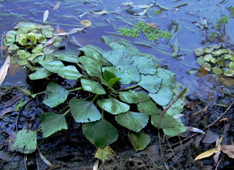 Image of Trapa maeotica specimen.