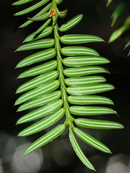 Изображение особи Torreya nucifera.