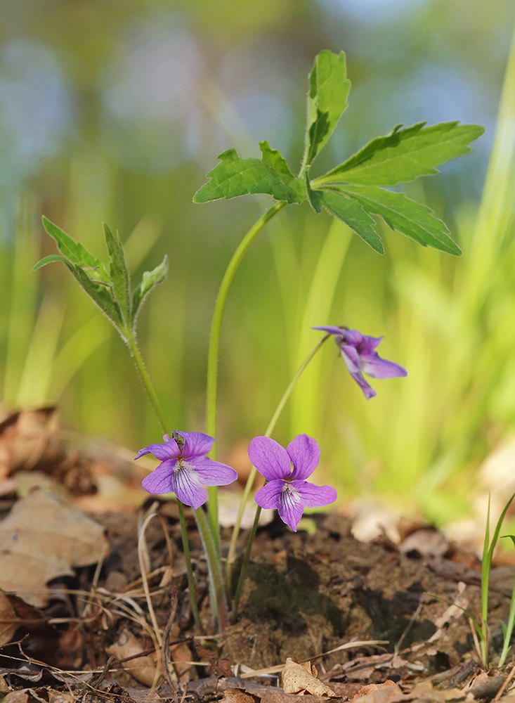 Изображение особи Viola dactyloides.