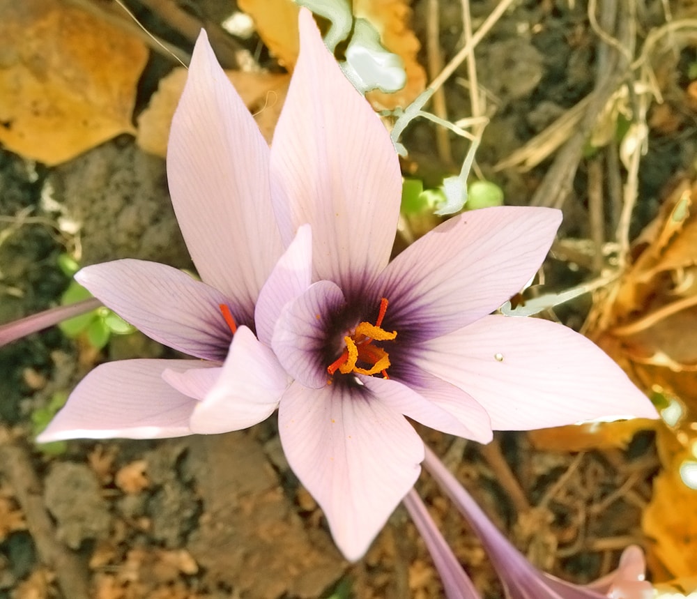 Изображение особи Crocus mathewii.