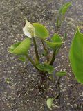 Calla palustris. Цветущее растение. Беларусь, г. Минск, парк \"Серебряный лог\", старое русло р. Свислочь. 24.05.2020.