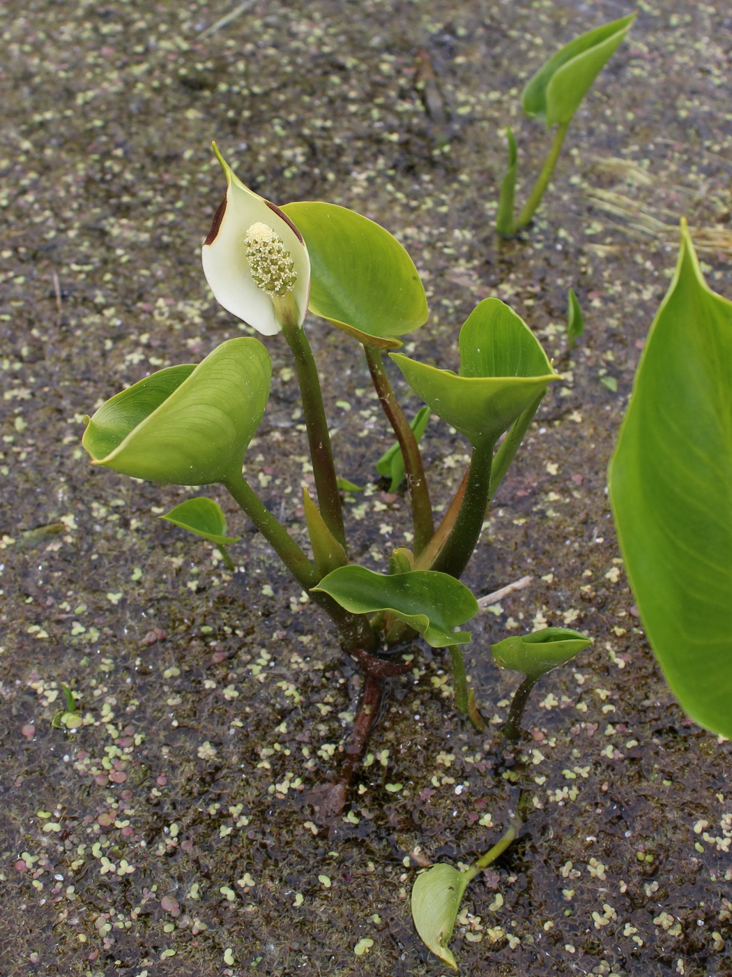 Изображение особи Calla palustris.