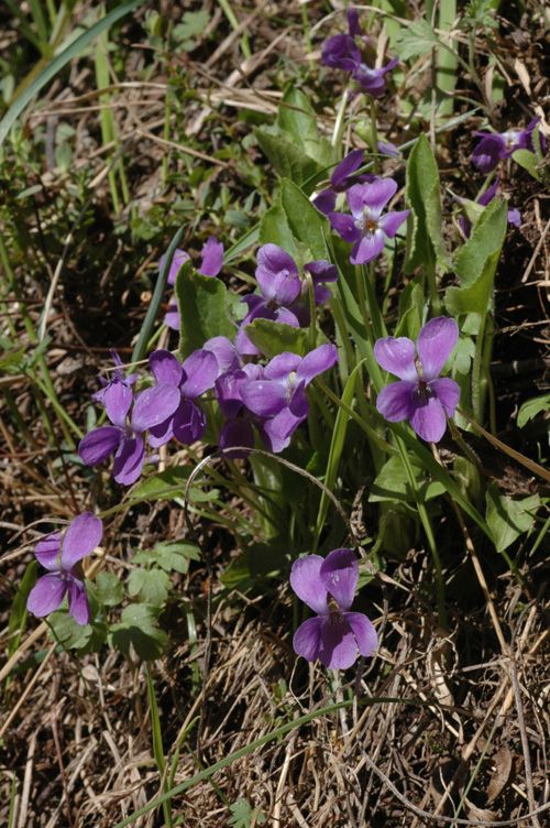 Image of Viola hirta specimen.