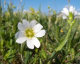 Cerastium purpurascens. Цветок. Адыгея, Кавказский биосферный заповедник, Абадзешский перевал, ≈ 2000 м н.у.м., субальпийский луг. 13.06.2015.
