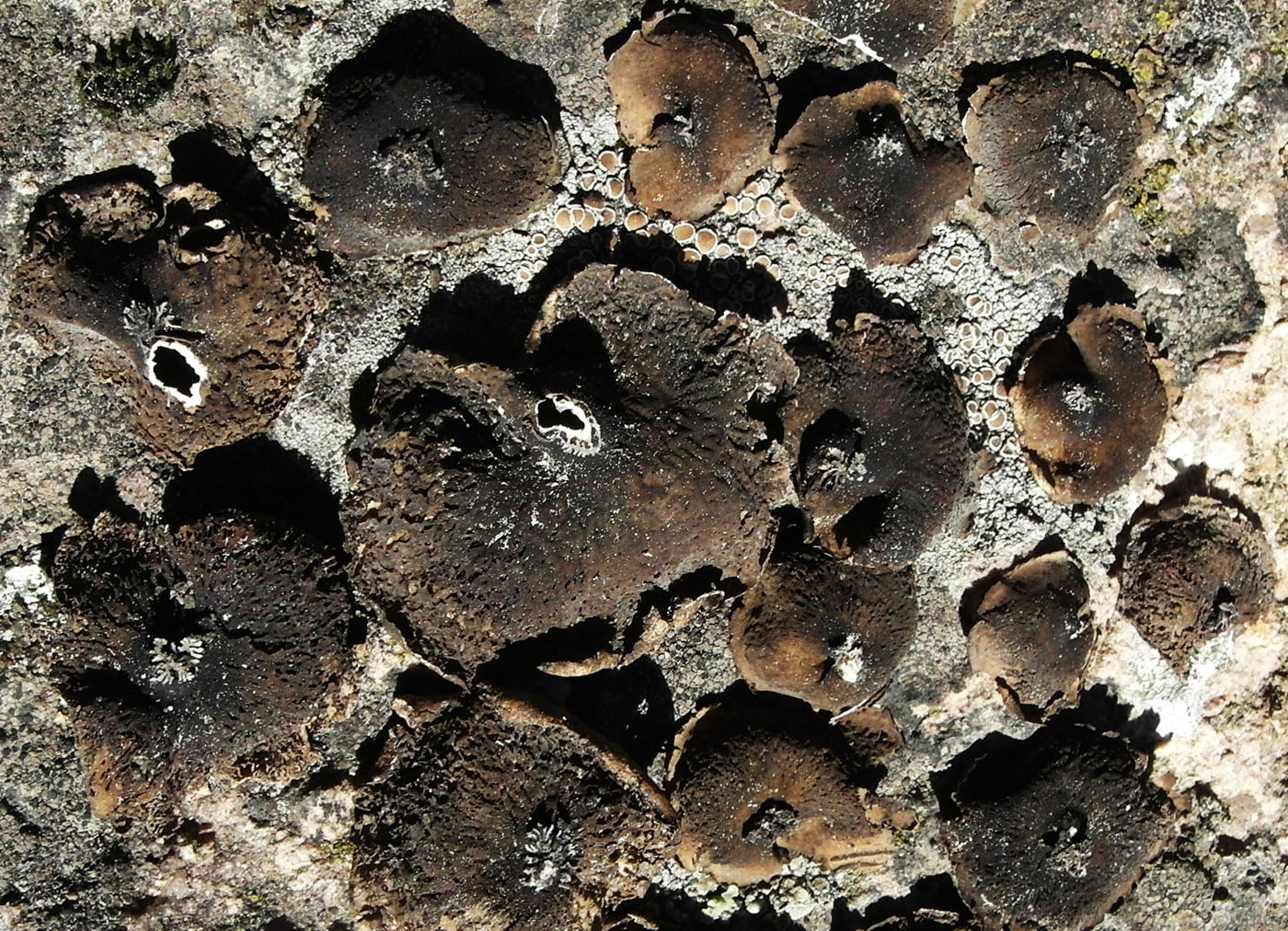 Image of Umbilicaria subpolyphylla specimen.