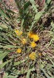 Centaurea rhizantha