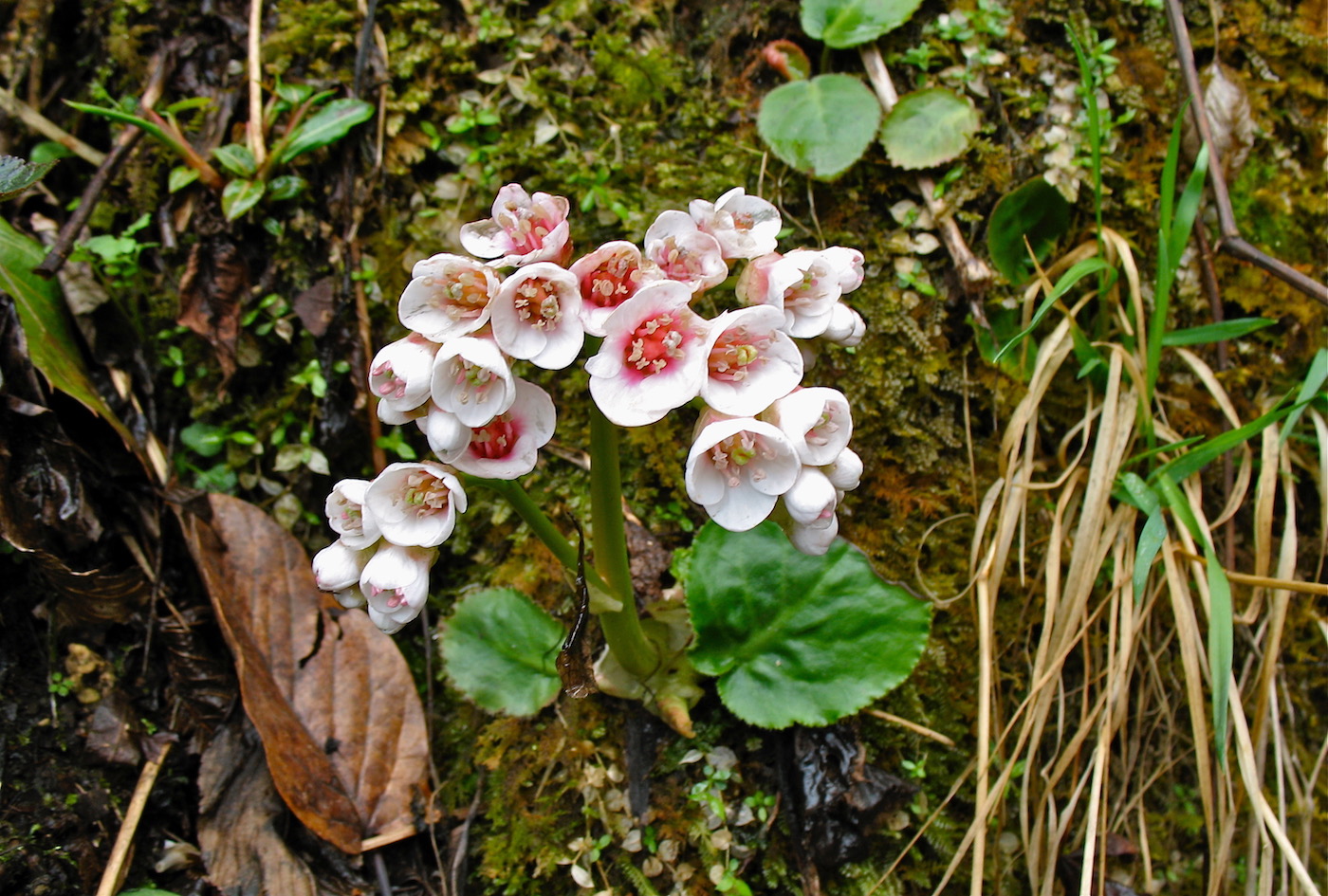 Изображение особи Bergenia ciliata.