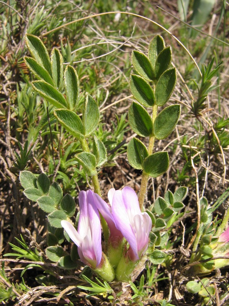 Image of Astragalus wilmottianus specimen.