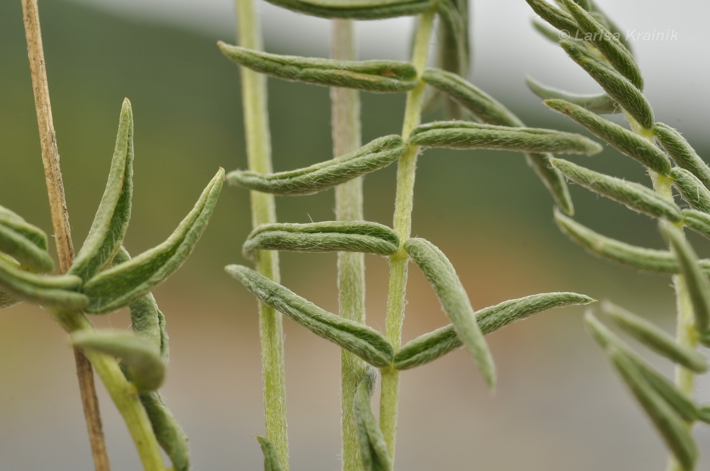 Image of Oxytropis mandshurica specimen.