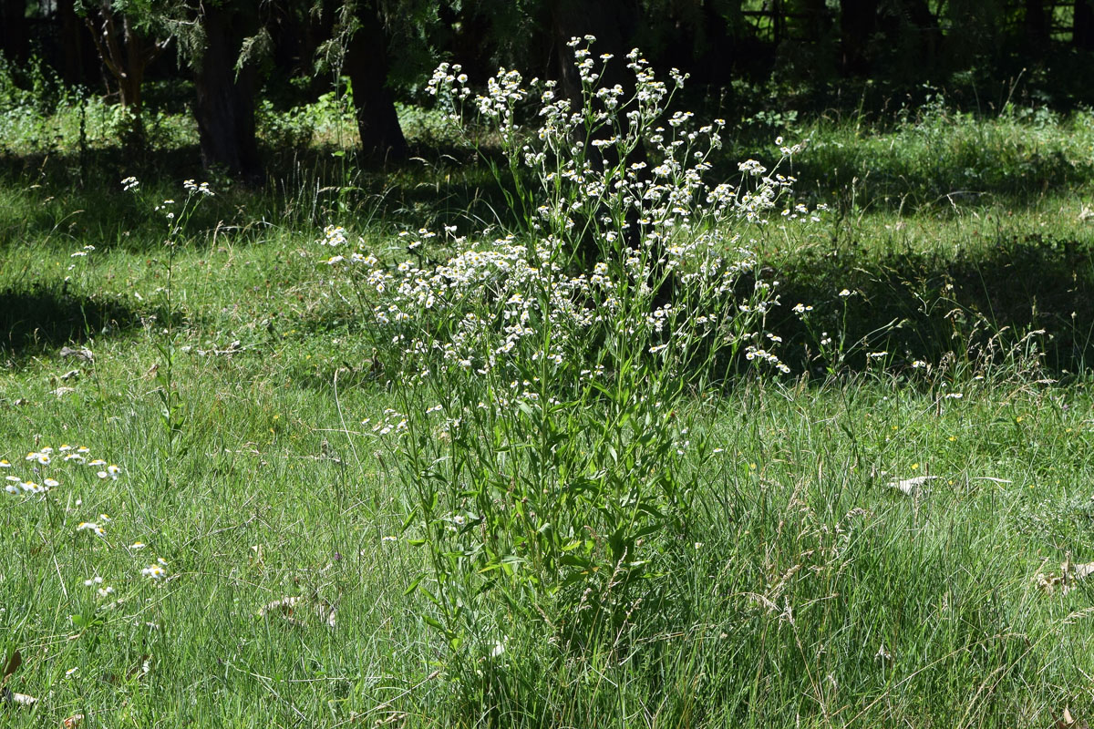 Изображение особи Erigeron annuus.