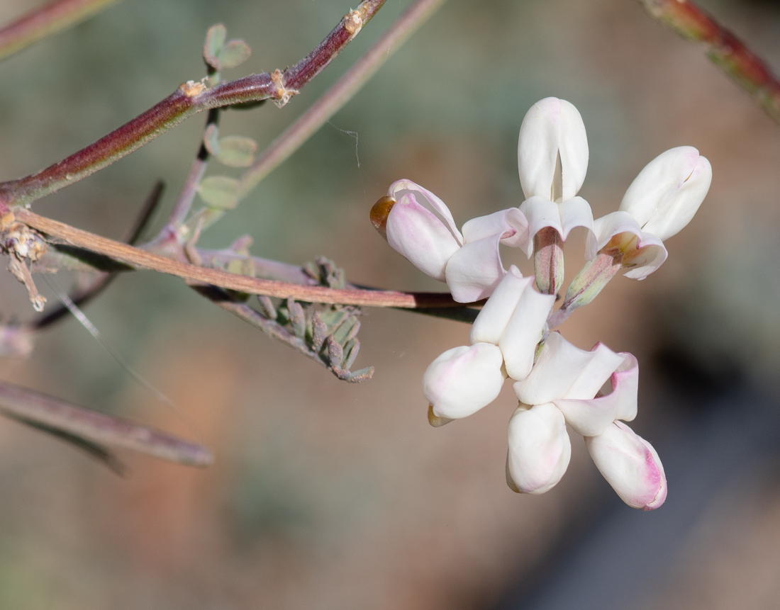 Image of Coronilla viminalis specimen.