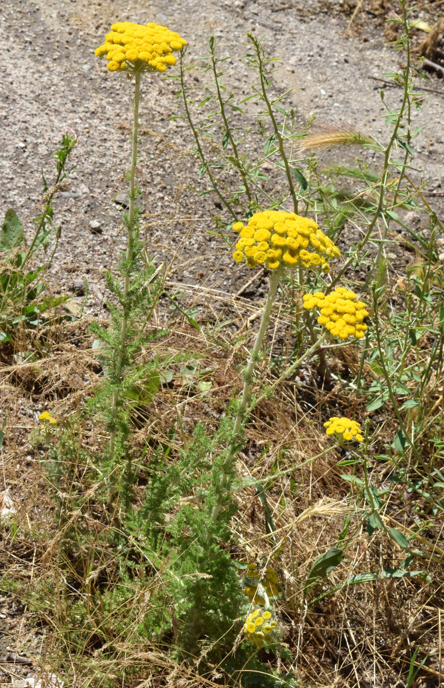 Изображение особи Handelia trichophylla.