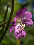 Epilobium hirsutum. Цветок и часть плода. Тверская обл., Кимрский р-н, в овраге возле асфальтированной дороги между г. Дубна и дер. Клетино. 07.08.2020.