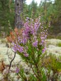 Calluna vulgaris. Верхушка цветущей ветви. Тверская обл., Кимрский р-н, окр. дер. Бурцево, поляна в сосновом бору. 01.08.2020.