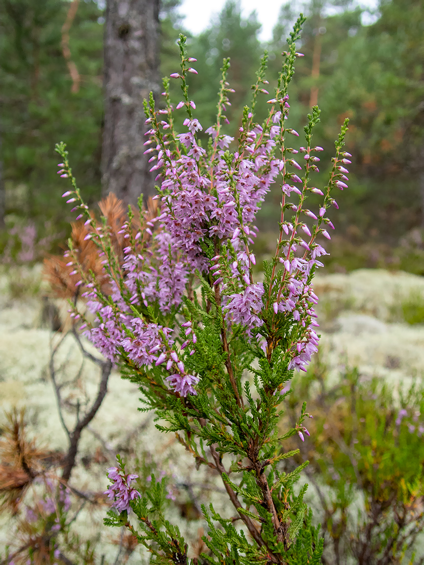 Image of Calluna vulgaris specimen.