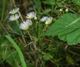 Erigeron annuus. Верхушка цветущего растения. Башкортостан, Гафурийский р-н, Имендяшевский сельсовет, окр. дер. Таш-Асты, долина р. Зилим, заросшая луговой растительностью речная терраса. 4 сентября 2020 г.