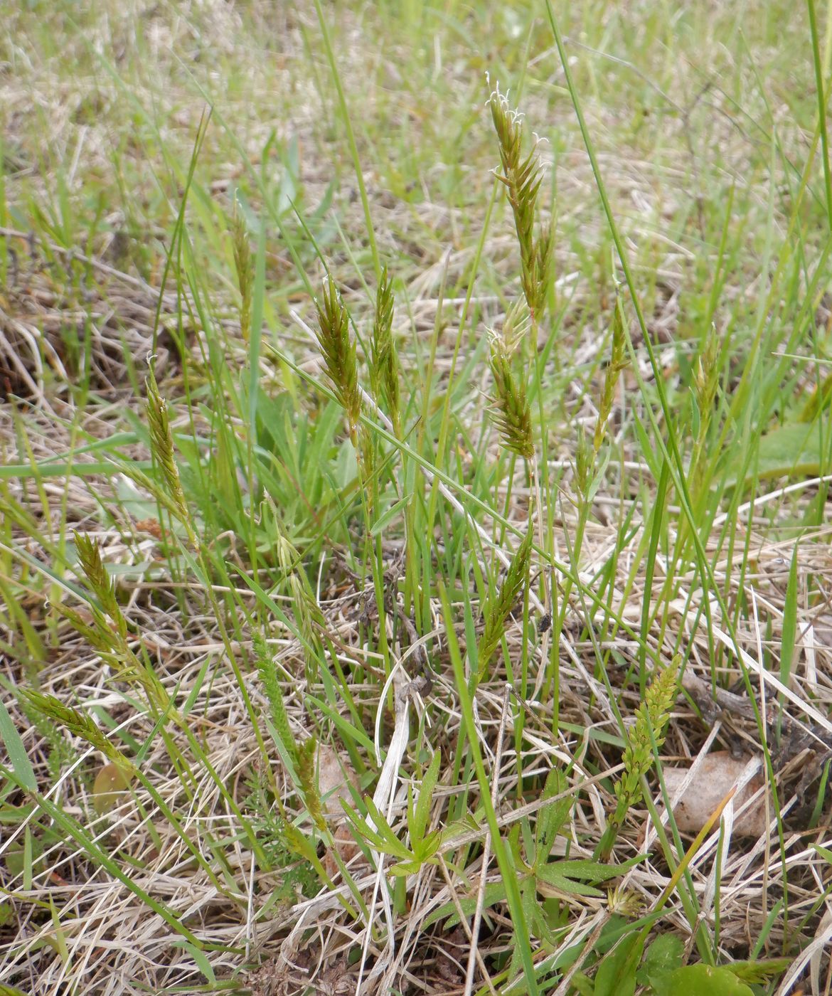 Image of Anthoxanthum odoratum specimen.