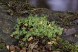 род Bryum